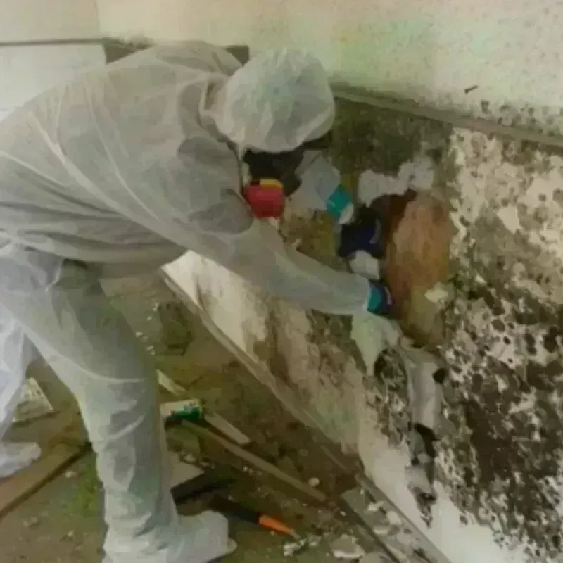 Mold Remediation and Removal in Dania Beach, FL